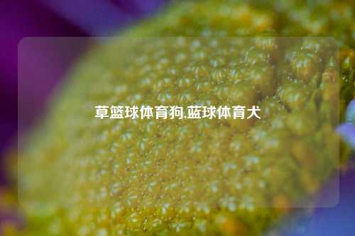 草篮球体育狗,蓝球体育犬